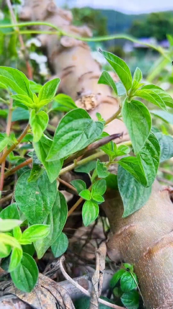 雾水葛你知道它的作用吗?很神奇!-度小视