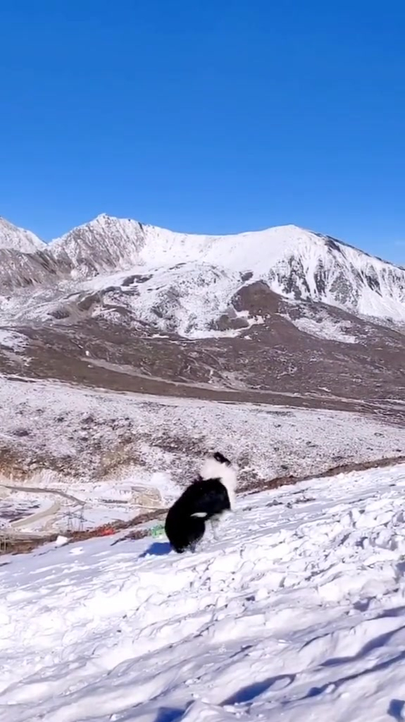 雪山顶上风很大,我冻得瑟瑟发抖,狗子却玩得不想回家