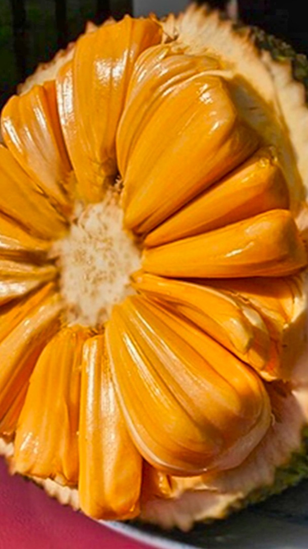 泰国8号红肉菠萝蜜,特点就是结果早,种植18个月可结果-度小视