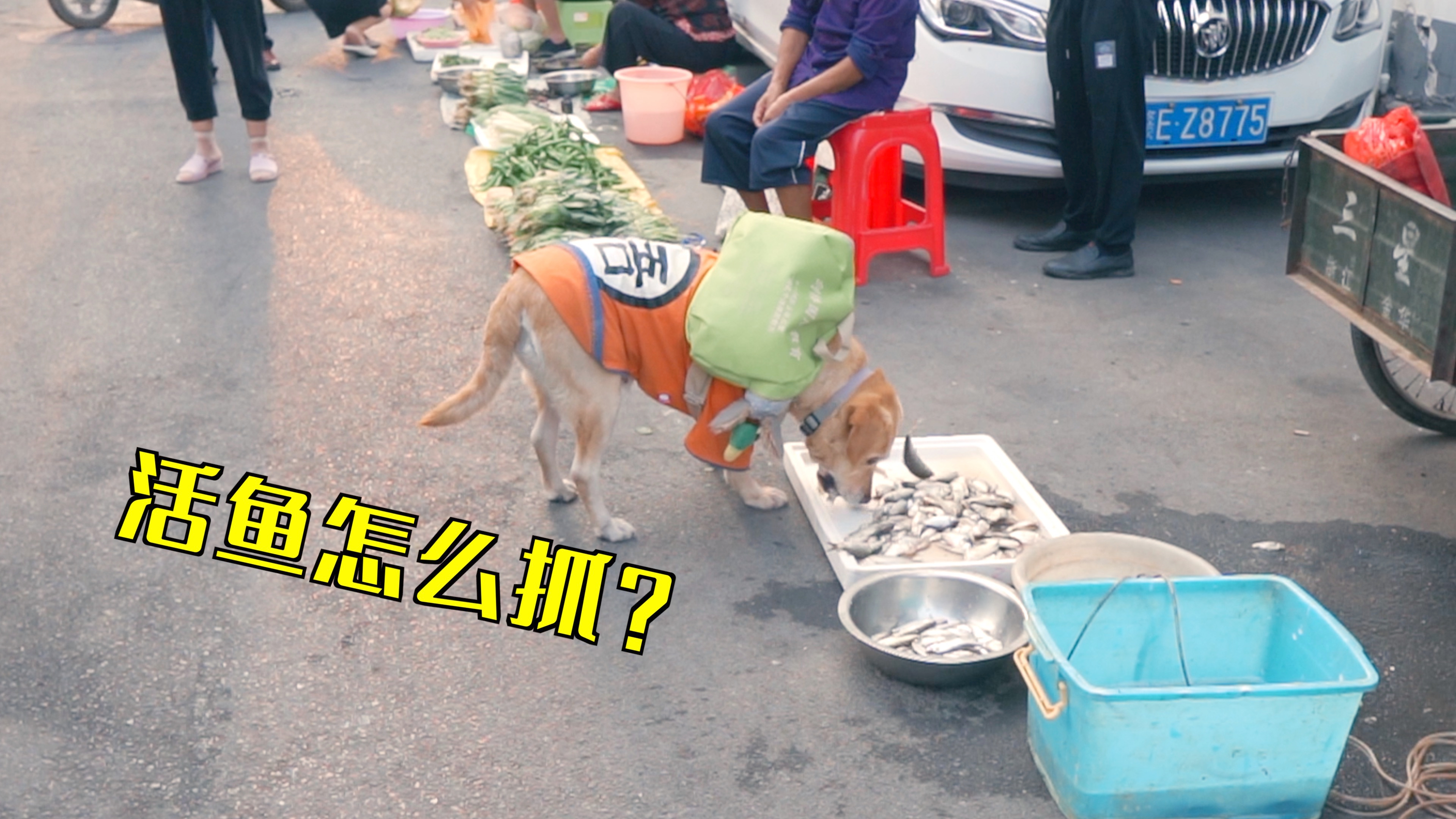 [图]活鱼怎么抓？大鱼让买菜狗吓一跳，这咬鱼技能满分