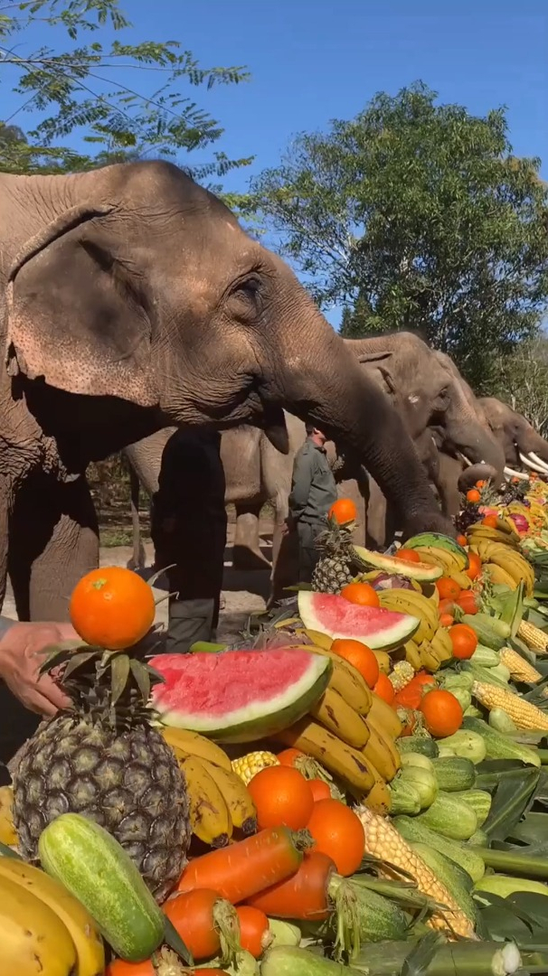 動物園裡大象的水果盛宴,眼前的這一幕,活的還不如一頭大象!