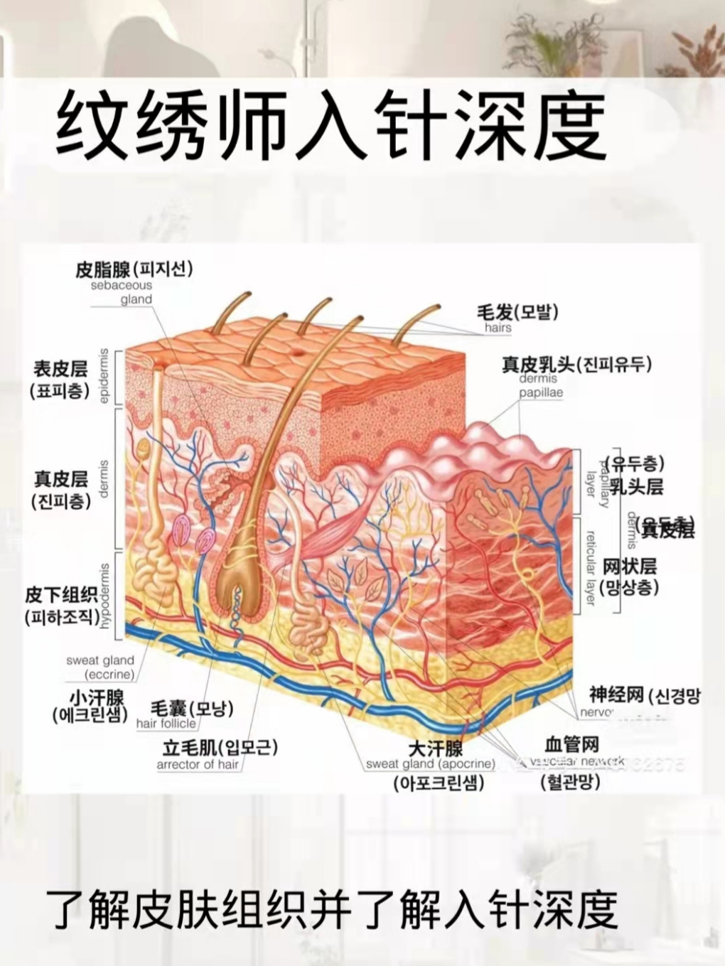 皮肤筋膜层次在哪一层图片