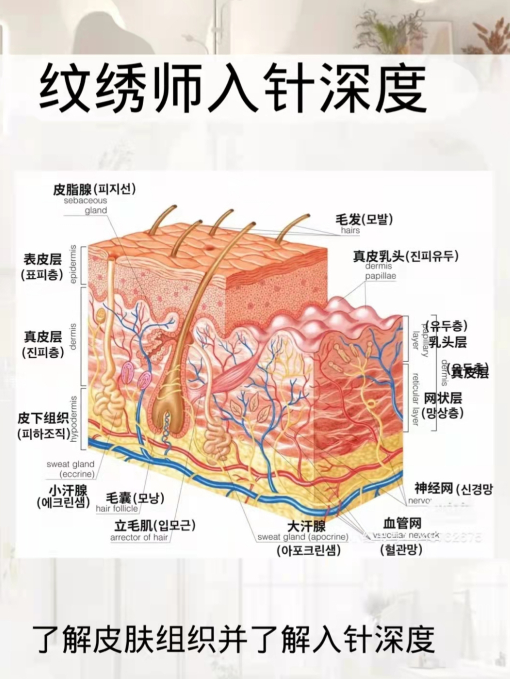 作为一名合格的纹绣师必须要知道操作真人的进针深度