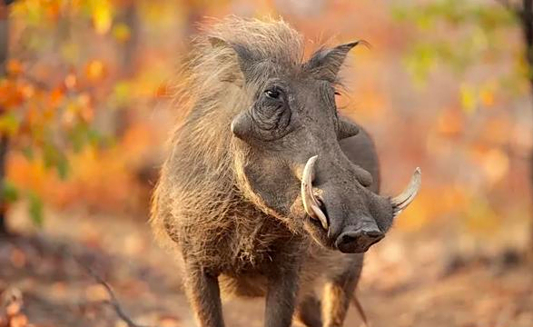 家猪放生会一年内野化成有獠牙的野猪,是真的吗?这是什么原理?