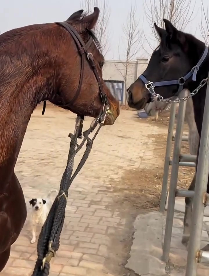 五条腿的大公马,就喜欢找小母马交流感情!-度小视