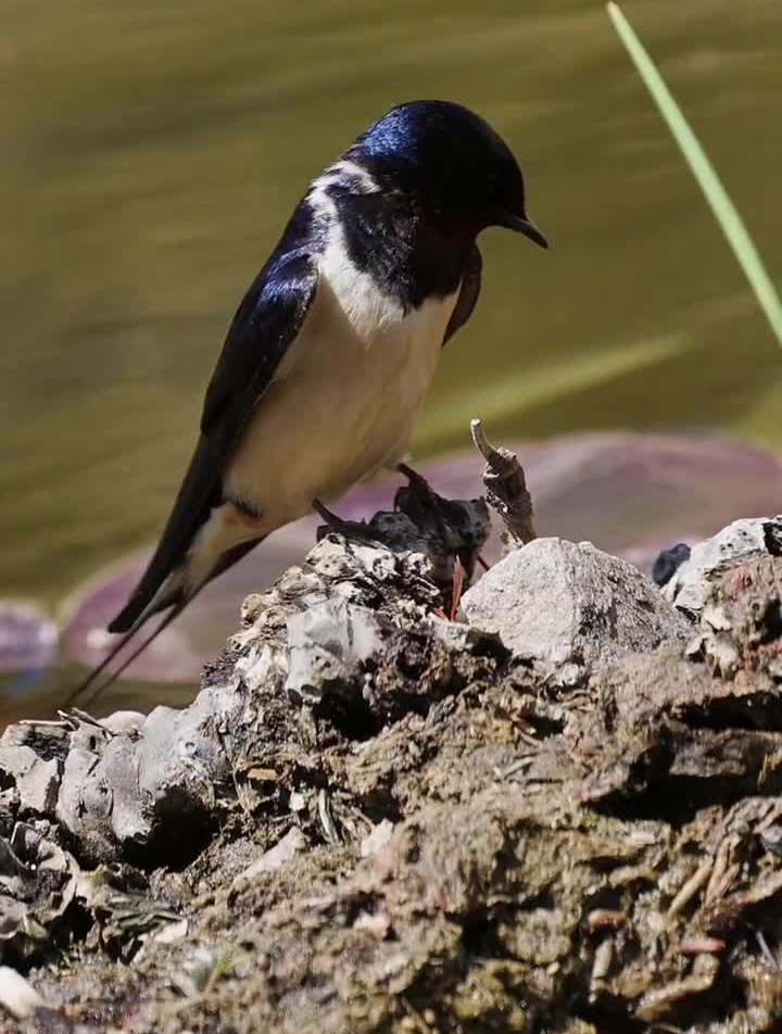 一首小燕子勾起多少人童年的回忆-度小视