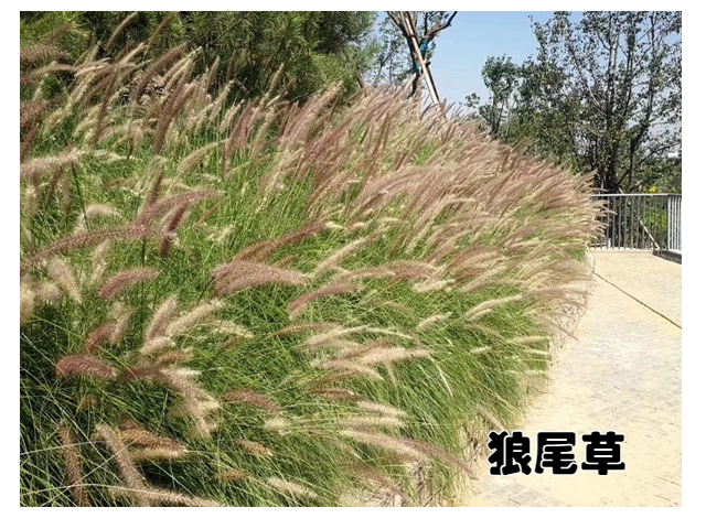 狼尾草和狗尾草区别