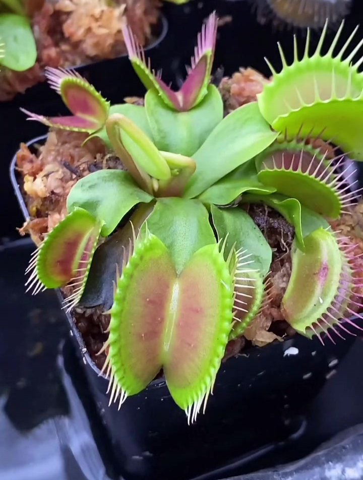 捕蝇草吃完辣条后接下来几天内的变化