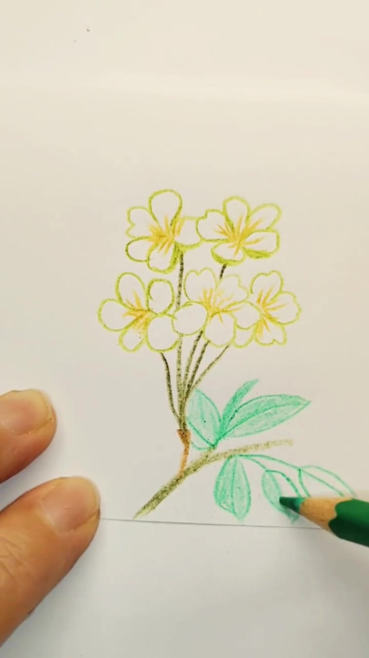 彩铅画,简单的梨花来咯
