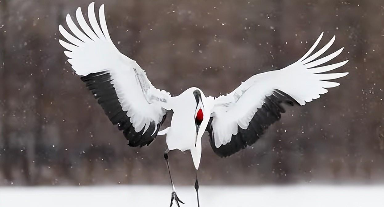 秃顶地中海随时大小便的丹顶鹤动物学命名竟是日本鹤