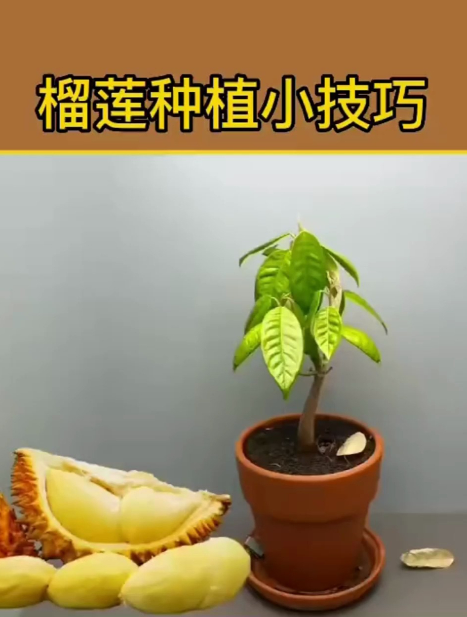 榴蓮種植小技巧!