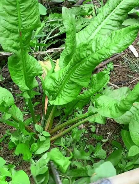 野菠菜的做法图片