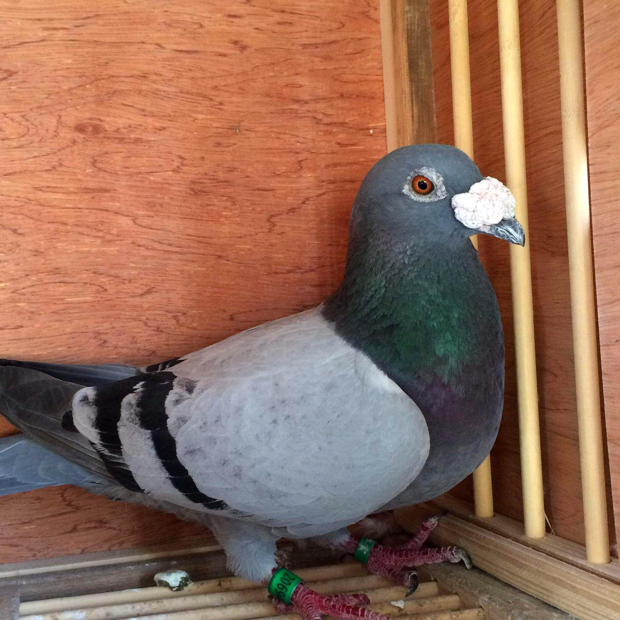 关心鸽子耻骨的变化