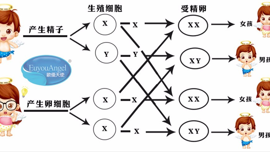 男性染色体组成图图片