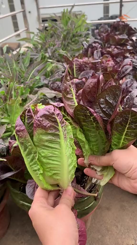 楼顶紫油麦菜开始收菜不招虫静等花开学种菜