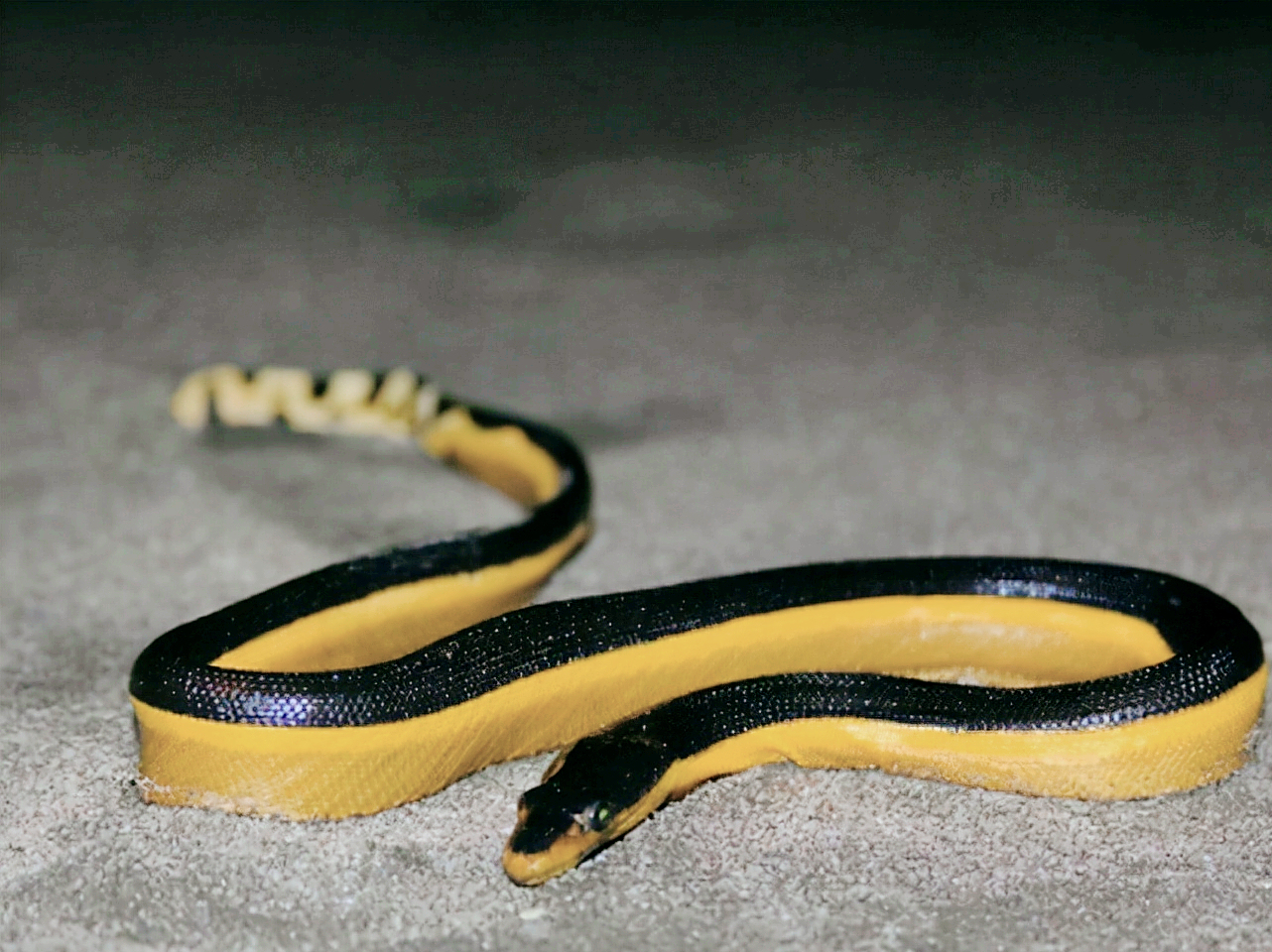 黄腹海蛇的毒性是眼镜蛇10倍,为何它们的致命性远比不过眼镜蛇?