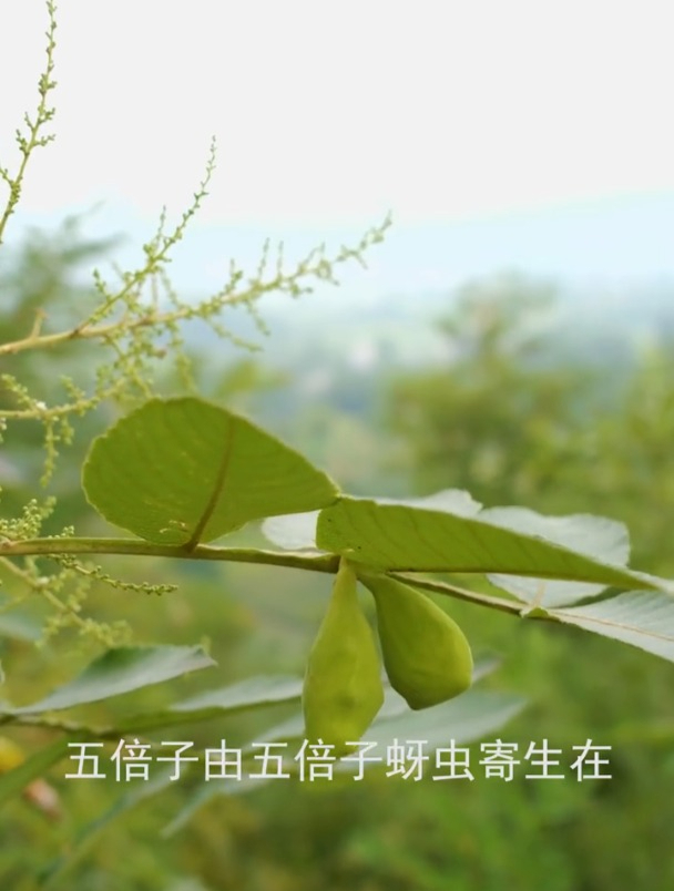 鹽膚木別名五倍子,是五倍子蚜蟲寄主植物,根葉花及果均可供藥用