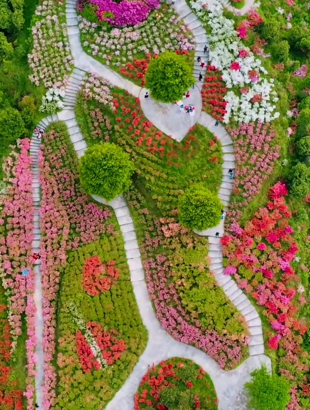 为何要辜负这良辰美景,趁假期快到宜宾龙茶花海观赏杜娟花吧
