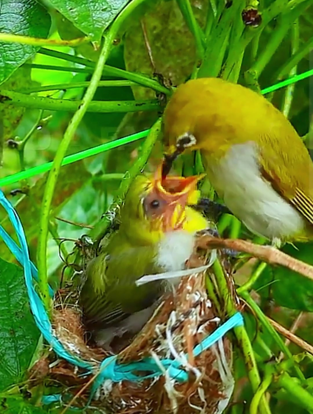 绣眼幼鸟要出窝了鸟妈妈不停地抓虫喂食最后一只鸟宝宝