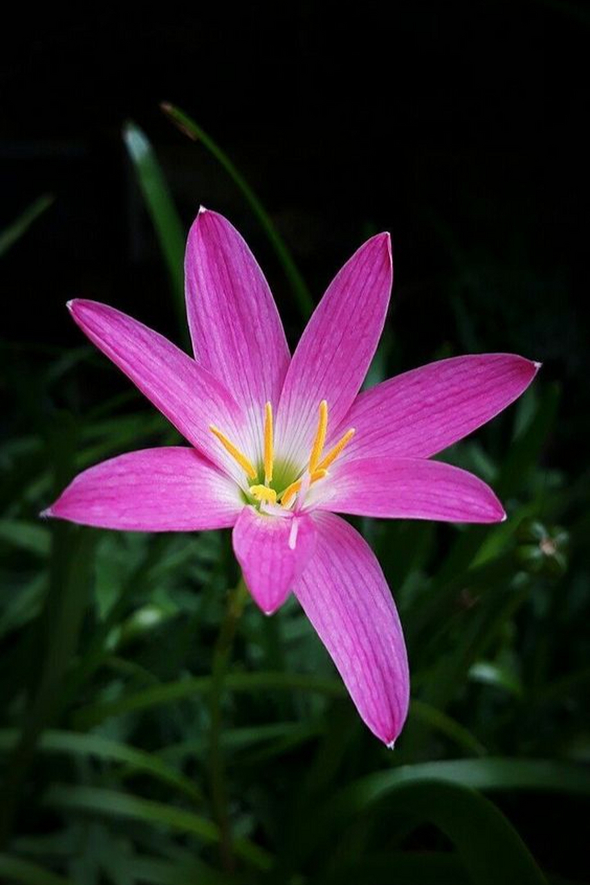 七彩水仙花 粉色图片