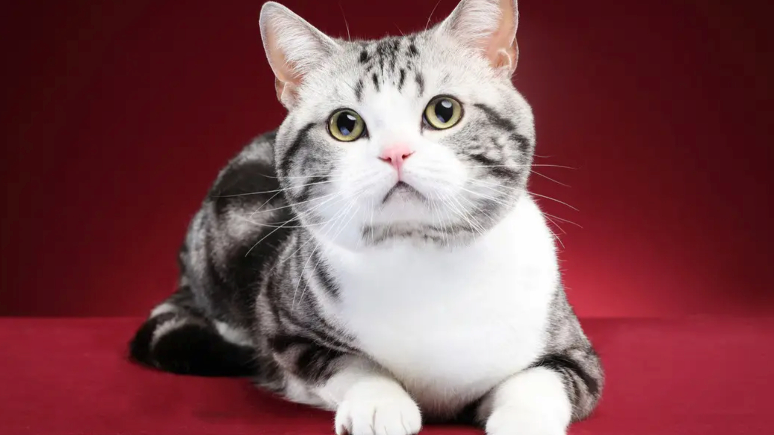 盘点十大最忠诚的猫