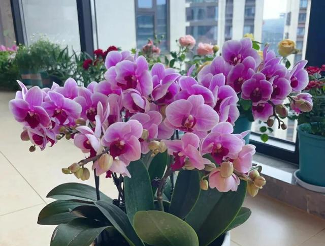 4种"财运花",越养越顺心,摆在家里,好运自然来