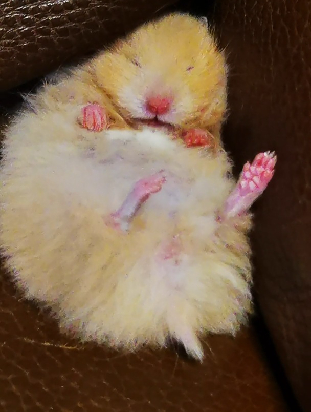 小黄丫的各种睡觉姿势,都很可爱!(仓鼠妹妹小黄丫的日常生活)