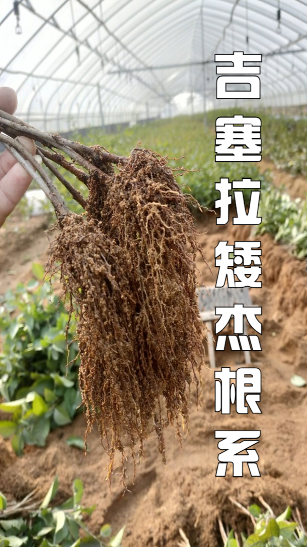 吉塞拉矮杰根系,矮杰樱桃苗根系