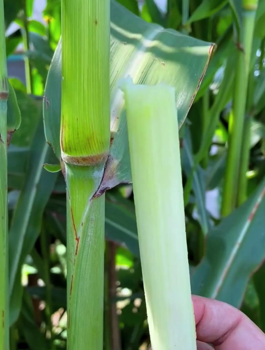 "甜杆"曾广受北方人欢迎,比甘蔗更脆更甜,南方人没见过!-度小视