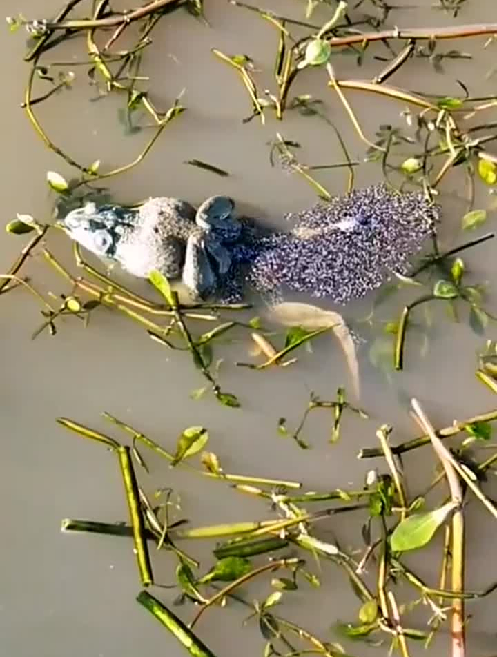 罕见的一幕,原来青蛙产卵是两只一起进行-度小视