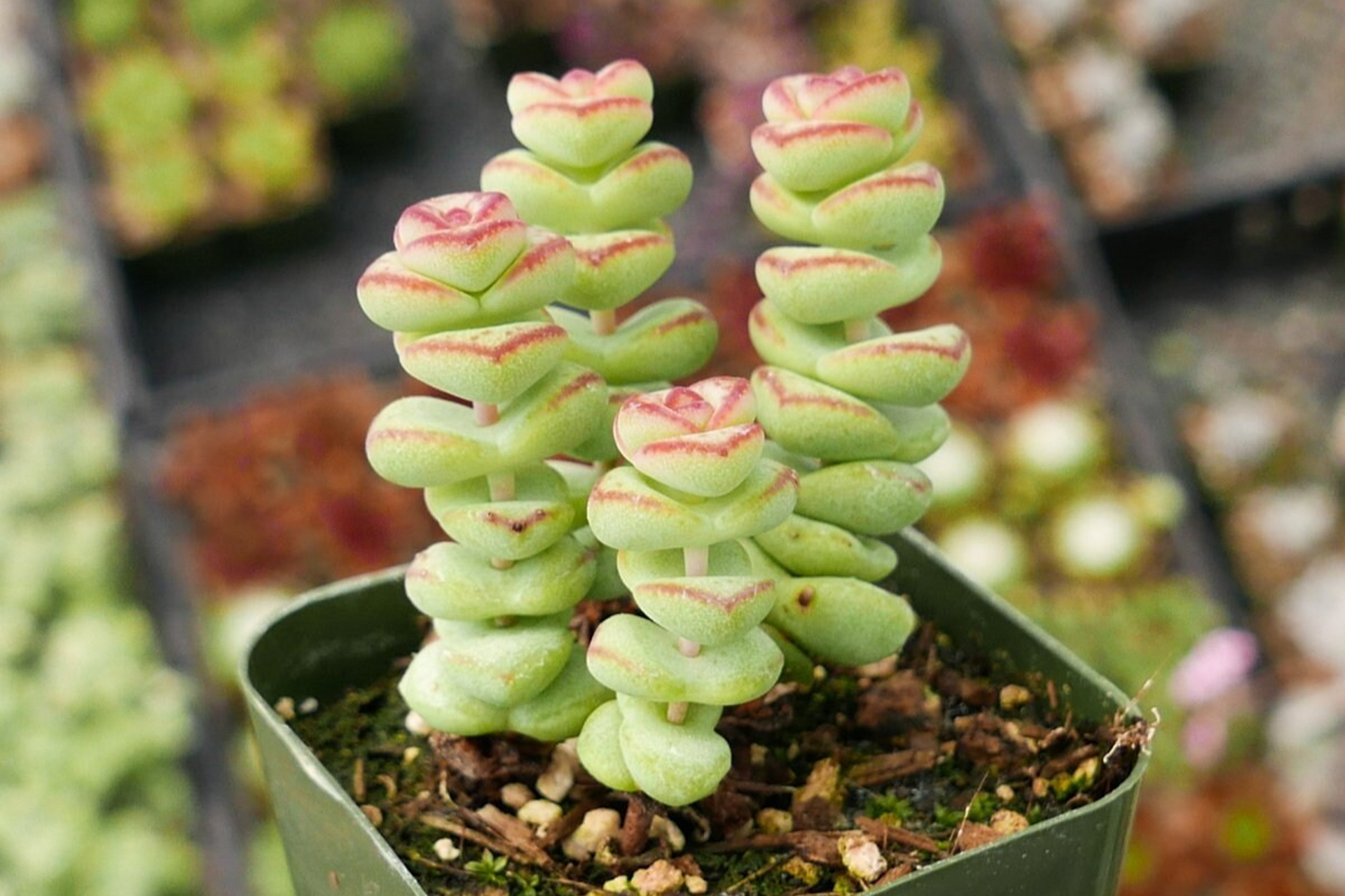 钱串多肉是一种观赏价值高的植物,适合室内养护.它喜欢明亮的光照,对