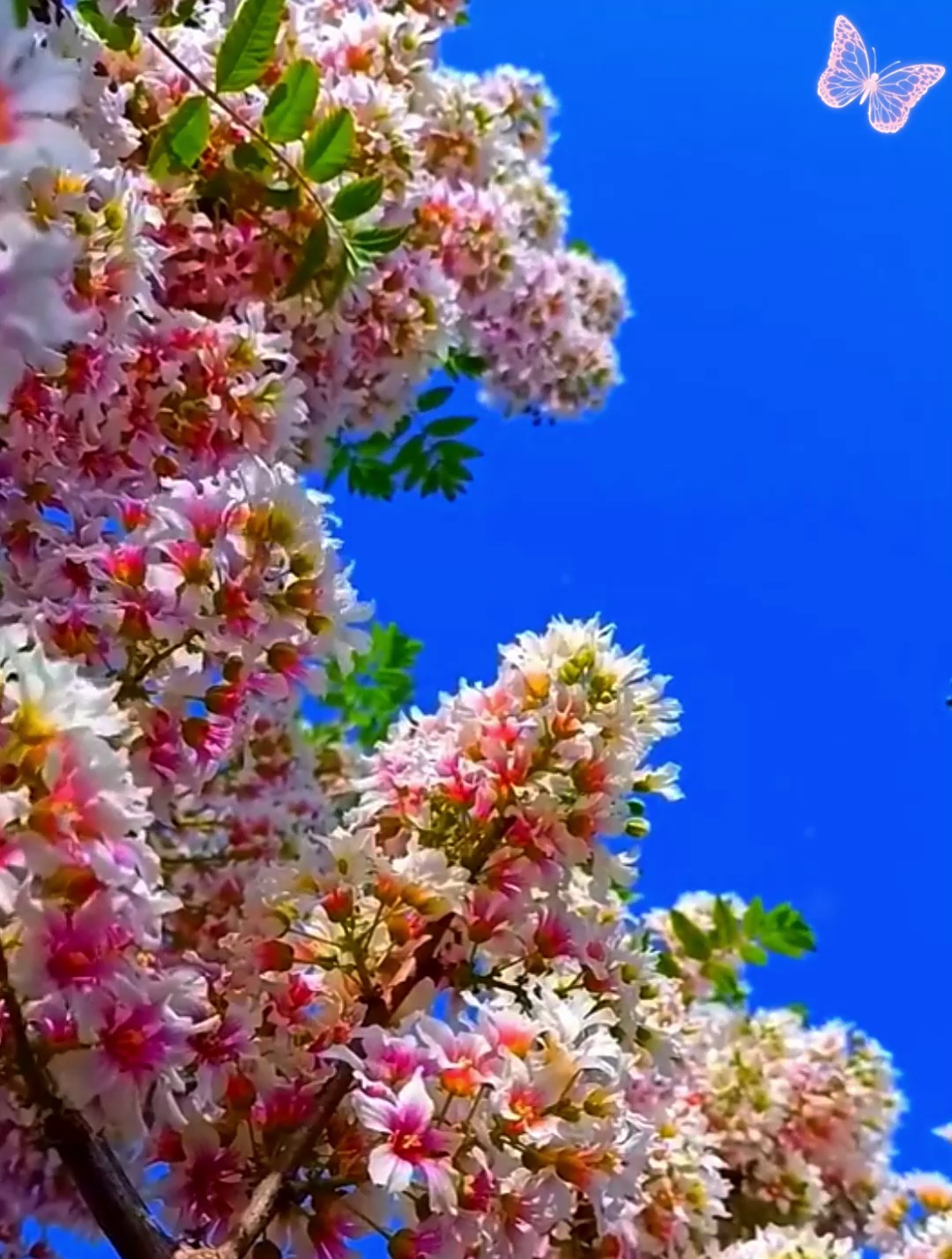 文冠花又名"状元花",养在家里寓意金榜题名,越老开花越多!