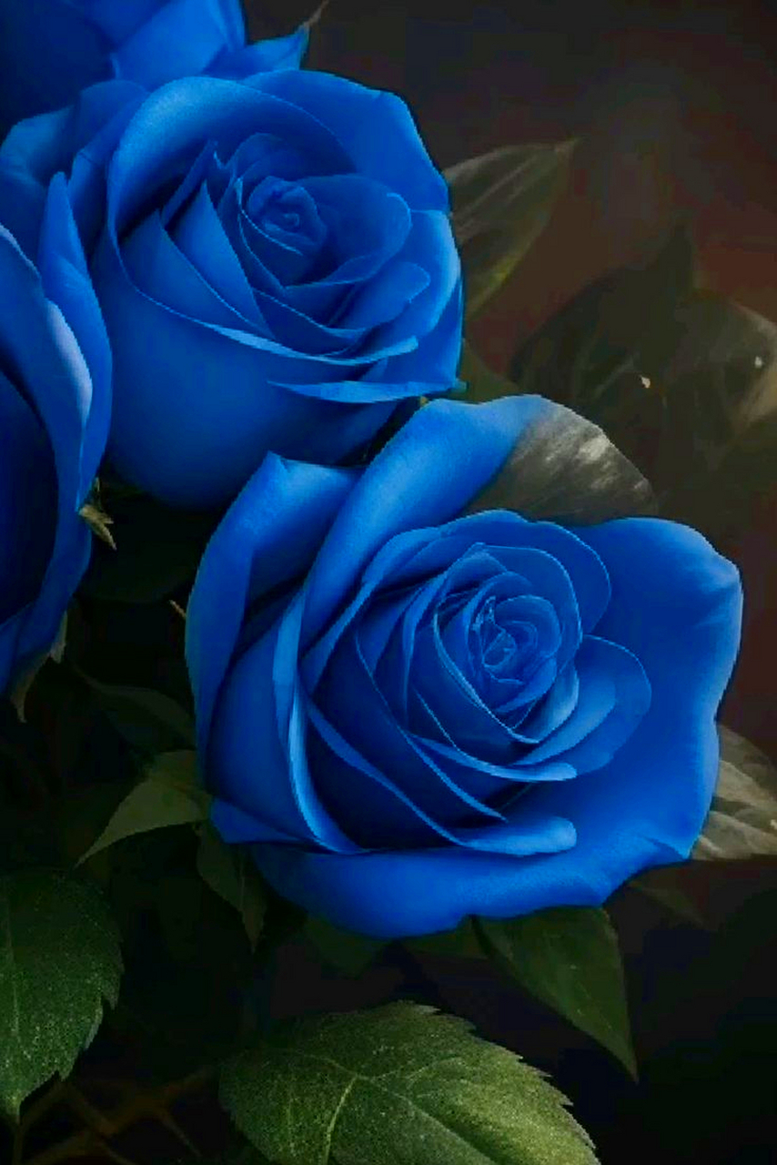 玫瑰花壁纸,雍容华丽