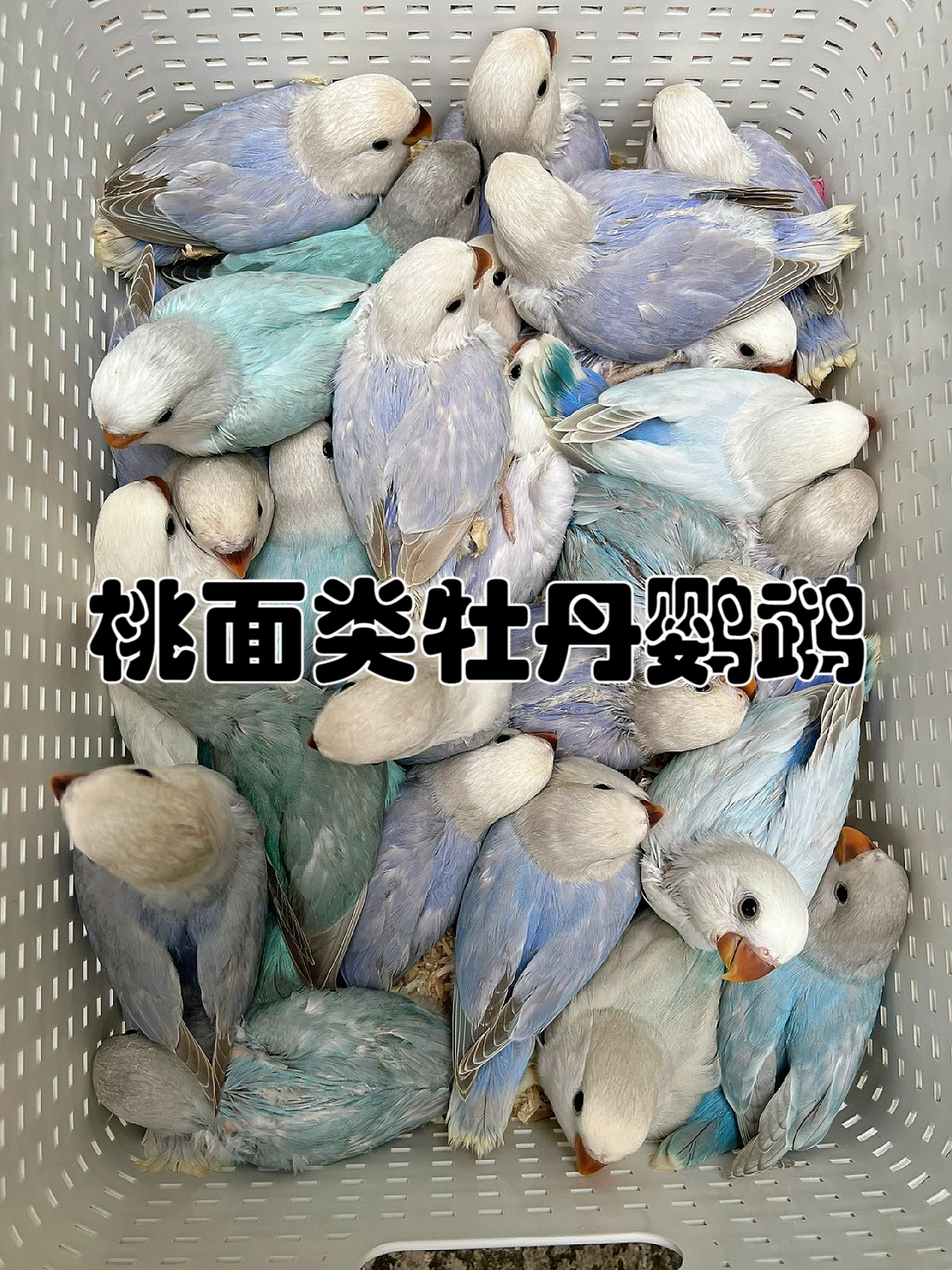 和尚牡丹鹦鹉图片