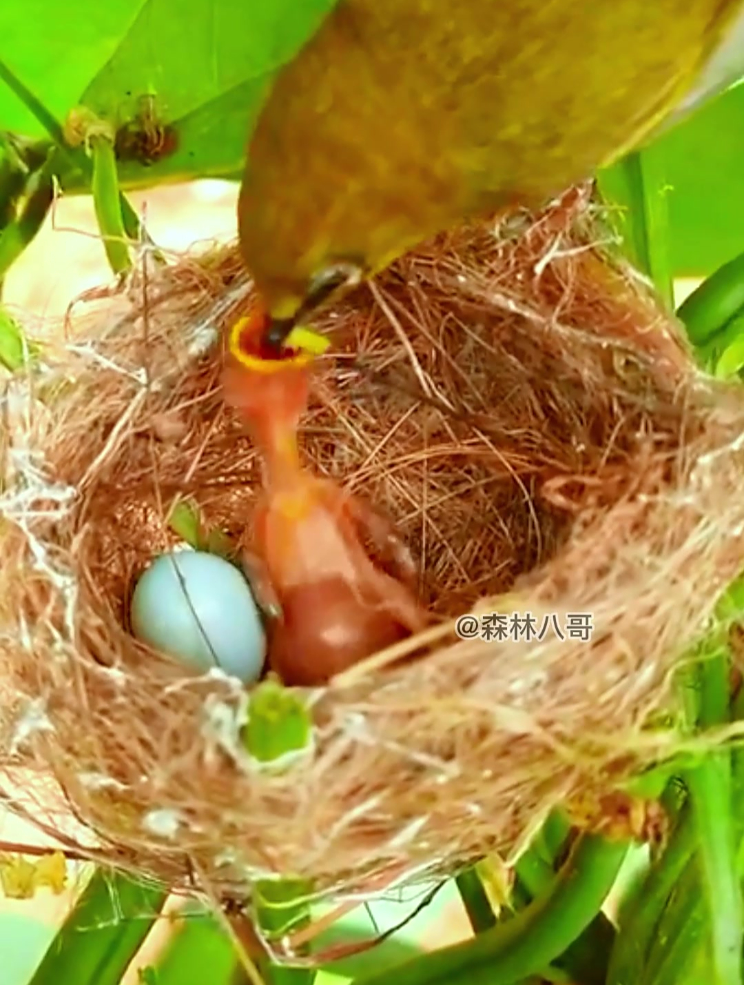 绣眼鸟育雏还有一个蛋还未孵化出来看来是废了