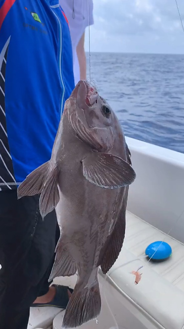 钓上了一条黑瓜子斑,据说这鱼特别好吃