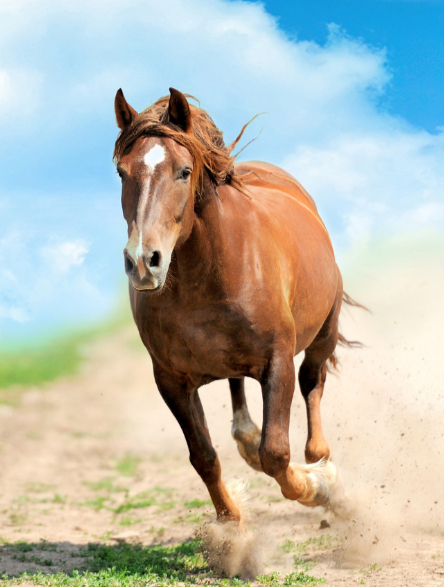 属马的朋友别划走,静下心来听我说-度小视