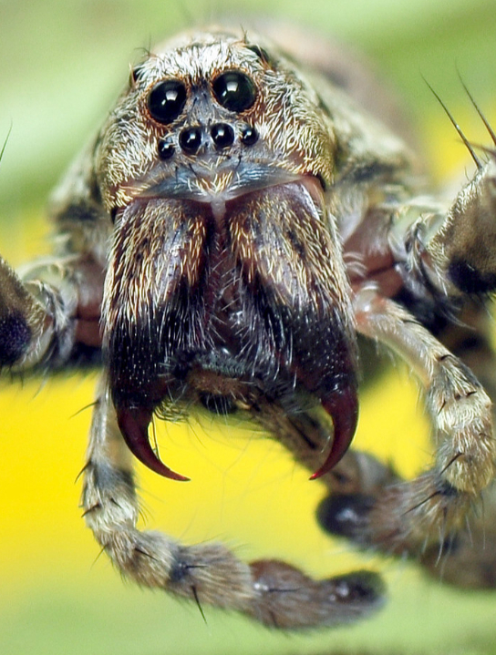 骆驼蜘蛛vs俄罗斯沙漠狼蛛,锁脖拿背扣眼珠子,简直一气呵成 4
