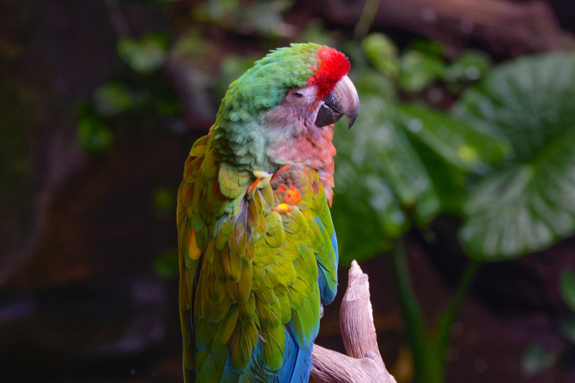 [原文:鹦鹉叫声大全:聆听鹦鹉世.