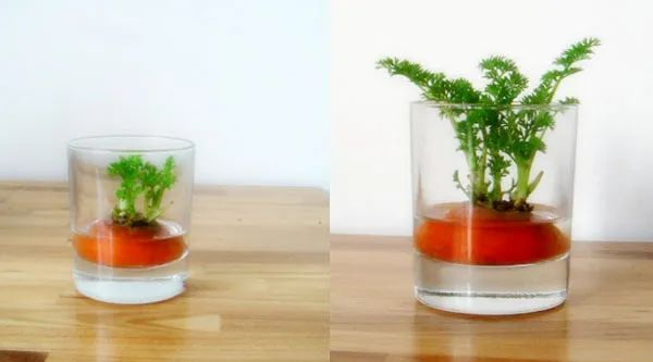 水培胡萝卜,农业大规模,居家种植都可以哦!