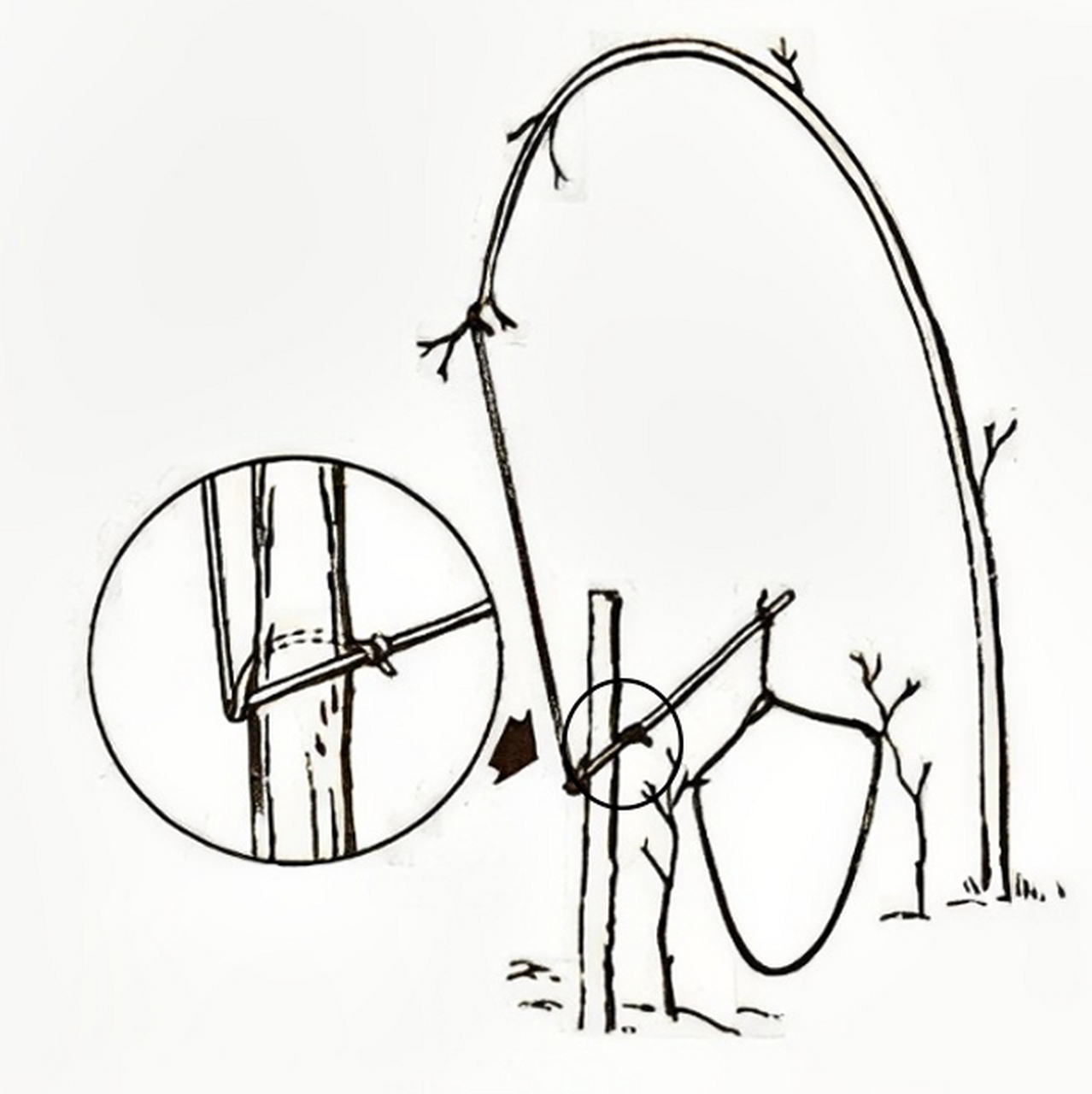 抓野兔用的陷阱,你用过吗?