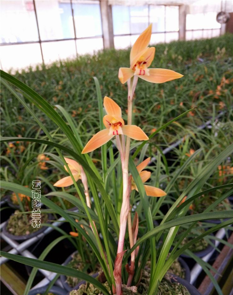 春兰名品色花——红双喜,花姿优美,兰香幽远,养护简单普草价格