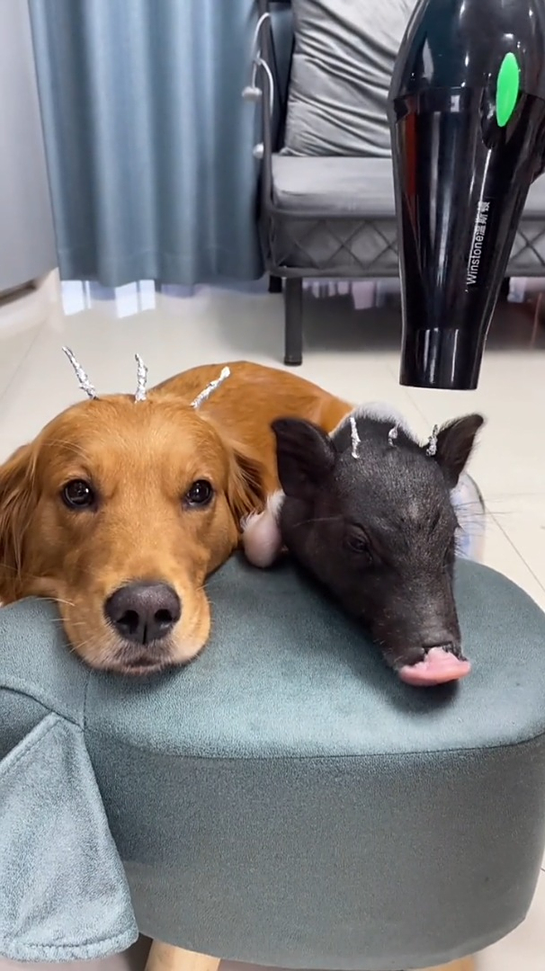 猪朋狗友锡纸烫