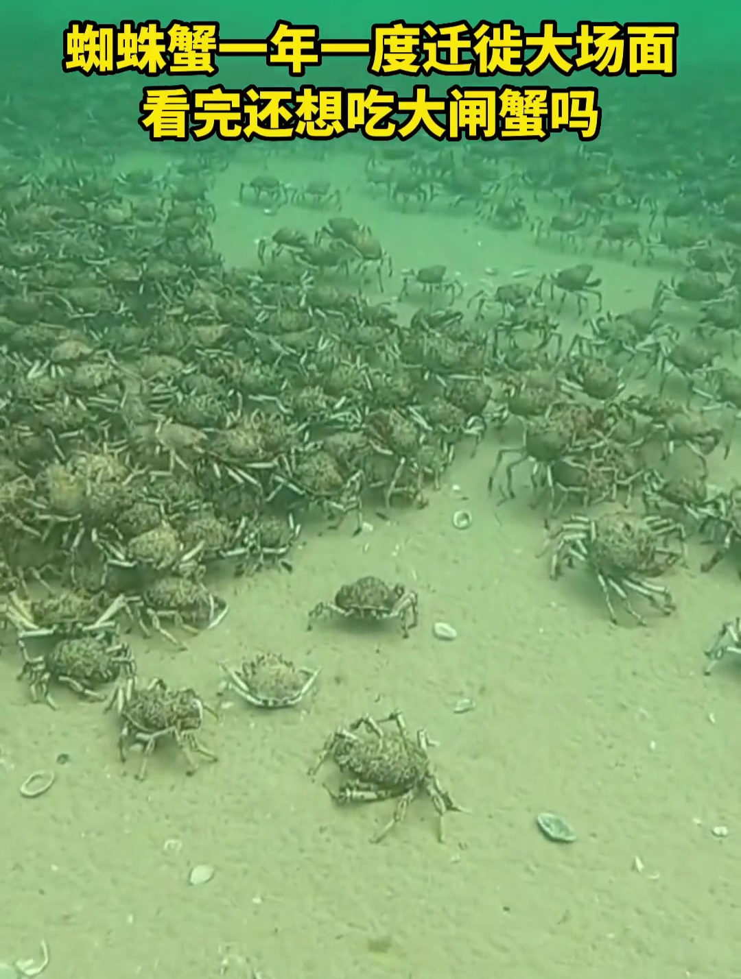 成千上万只的蜘蛛蟹在一年一度的大迁徙中齐聚海底 一只挨着一只-度小