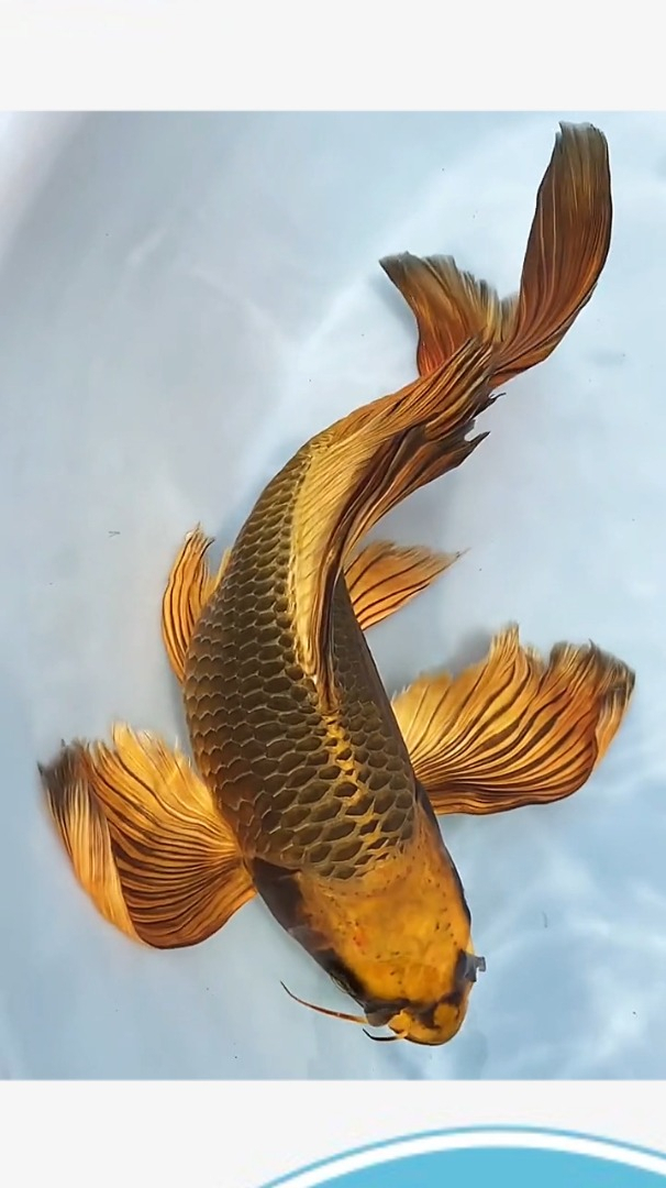 黄金叶鲤鱼图片
