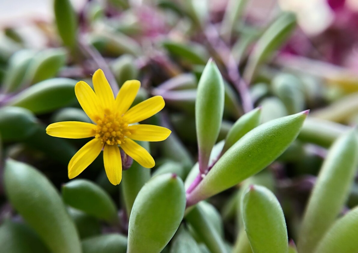 颜值高又耐热的3种多肉,夏天高温也能长,还能养花帘子