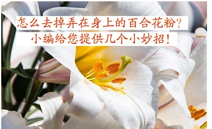 祛除蹭在衣服上百合花粉的小妙招!