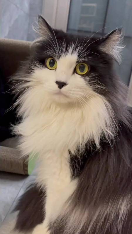 说多了都是泪 好喜欢我的猫 长毛奶牛猫 动物图鉴-度小视