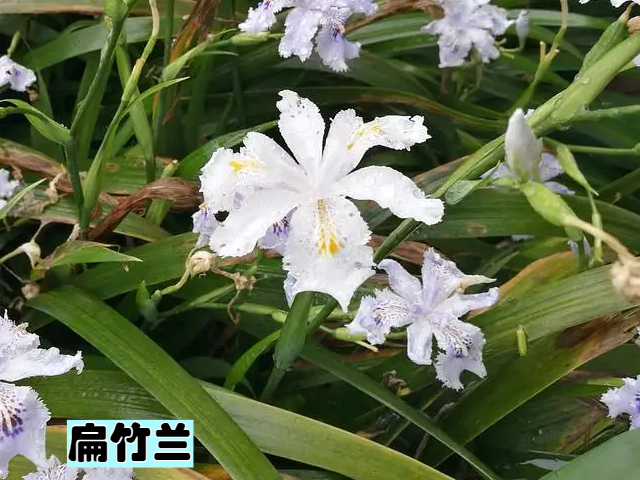 鳶尾花和扁竹花一樣嗎