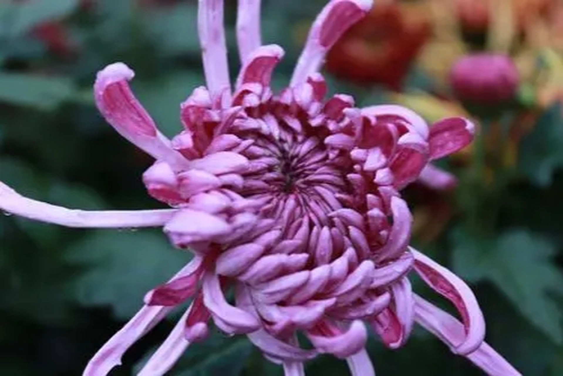 紫色菊花的花语是优雅,高贵和神秘,寓意高贵,权威,神秘,不可思议和